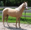 Palomino Gelding Horse For Sale